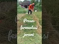 Download Lagu fermentasi jerami buat pakan ternak