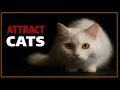 Cat Sounds to Attract Cats