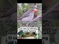Download Lagu Burung Cabean jantan makan buah cery di alam #shorts #burung