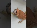 Download Lagu Some people have bite dogs we got a bite lizard.