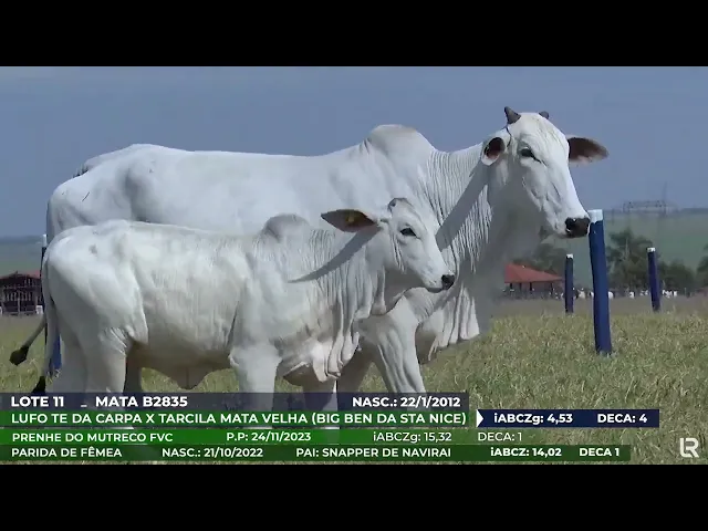 Vaca Nelore MATA-B2835
