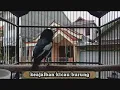 Download Lagu Beginilah!!! SUARA KHAS Kacer jantan memanggil BETINA