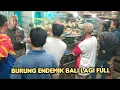 Lagu BURUNG ENDEMIK BALI LAGI FULL 