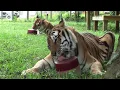 Big Cat Popsicles