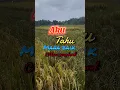 Download Lagu #quotes #istighfar #putusasa
