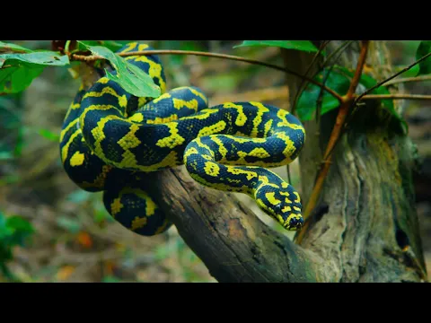 Australia: The Wild Top End 3D