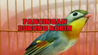 Download PANCINGAN BURUNG ROBIN MALAS BUNYI AUTO RESPON MP3