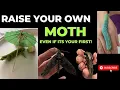 Easy to raise or starter Moths - The Tobacco Hornworm