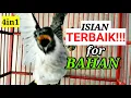 Download Lagu SADIS!| Suara kutilang gacor INI MENJADIKAN KUTILANG BAHAN GACOR DOR SEKETIKA