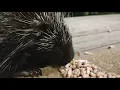 Download Lagu New baby porcupine follows her mother to the house