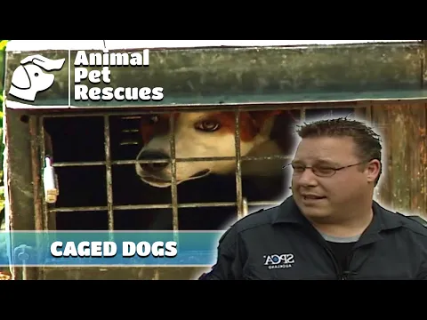 Download MP3 Rescue Mission: Dogs Trapped, Cats Abandoned, and Runaway Rooster! | Full Episode | Animal House