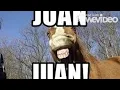 why Juan the horse is so good original