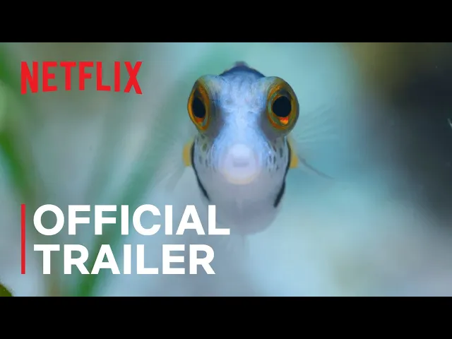 Puff: Wonders of the Reef | Official Trailer | Netflix