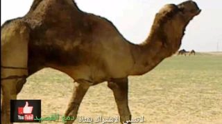 يوسف الصرايعه لاحرج على البديعه دحيه ناار 