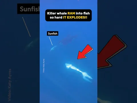 💥 What Happens When an Orca Hits You