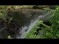 Beautiful Relaxing Music to Stop Overthinking 🌿 Nature Sounds to Reduce Anxiety & Deep Sleep