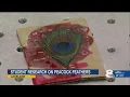 Download Lagu 20-Year-Old Student Uses Peacock Feathers to Create Lasers: A Groundbreaking Discovery