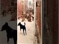 Download Lagu Bandar aur kutte ki ladai status video