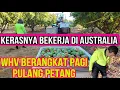 Download Lagu KERJA DI KEBUN MANGGA AUSTRALIA | MANGO FARM JOBS IN AUSTRALIA | FRUIT PICKING JOBS IN AUSTRALIA