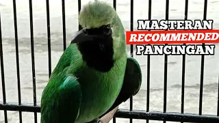 recommended cucak ijo isian tengkek udang faseh