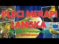 Download Lagu Pancingan Naikan Emosi Pleci Agar Buka Paruh Terapi Dengan Suara Ribut Saling Saut🔥 Tembakan Panjang