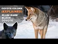 Coyote Colors Rare Black Coyote and More