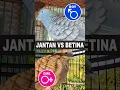 Download Lagu JANTAN vs BETINA saling NGOTOT bersahutan #perkututlokal #perkututlokalgacor #perkututkaturanggan