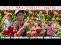 Download Lagu PANEN BUAH NECTARINES DAN PEACH 🍑 PETIK HANYA YANG MERAH DAN YANG BESAR SAJA PANEN DISINI MAHAL
