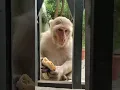 indian monkey feeding | desi monky video