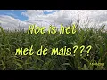 Download Lagu Mais 2025 | Hoe is het met de mais ???