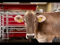 Download Lagu The milking process of the Lely Astronaut A5 - EN