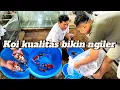 Download Lagu Ini baru bisa bikin ngiler ketemu Koi kualitas seperti ini‼️indrajuna koi farm malang