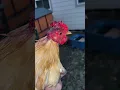 10 Things to Know Before Owning Chickens