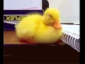 SMH reaction gif