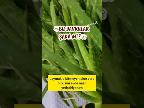 Bu Yavrular Şaka Gibi YAVRU FIŞKIRTAN ALOE VERA BAKIM SIRLARIM #aloevera