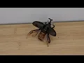 Download Lagu Flying Japanese Rhino Beetle (Kabutomushi カブトムシ) | Trypoxylus dichotomus