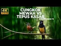 Lagu 🔴 Live Cucak Cungkok Super Gacor Roll Speed Tembak Tajam vs Tepus Kepala Abu Abu Gacor Kasar