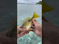 Download Lagu Mancing ikan marlin di bawah dermaga dapat banyak ikan🤤🔥 #mancingmania