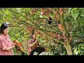 Download Lagu The mute mother was surprised to see a chicken eating wild fruit on the treetop