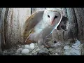 Barn Owl Incubation Speed Ramp - Sitting on Eggs Gylfie Dryer Robert E Fuller