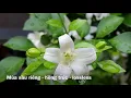 Download Lagu [ Hồng Trúc ] Mùa sầu riêng - hồng trúc - lossless