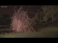 Storm knocks over trees power lines in Mesa