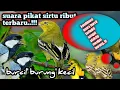 Download Lagu suara pikat burung sirtu ribut vs burcil|| sangat ampuh@jahid channel