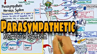 parasympathetic nervous system pharmacology autonomic nervous system