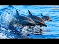 Musica De Angeles Oceanos Musica Para Sanar Todos Los Dolores Del Cuerpo El Alma Y El Espiritu