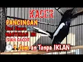 Download Lagu MASTERAN PANCINGAN SUARA KACER ISIAN GACOR ‼️BIKIN KACER LAIN IKUT GACOR ⁉️ TANPA IKLAN