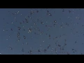 Fly By Night close study