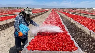 COMO se HACEN los TOMATES SECOS al SOL🍅