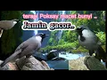 Download Lagu terapi Poksay Hongkong macet bunyi#poksayhongkong #poksayhongkonggacor