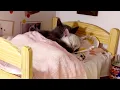 Most Romantic Cat Couple You Will Ever Seen